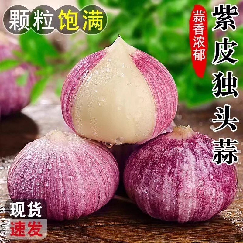 正宗紫皮独头大蒜新鲜现挖可腌制腊八蒜糖醋蒜独头蒜