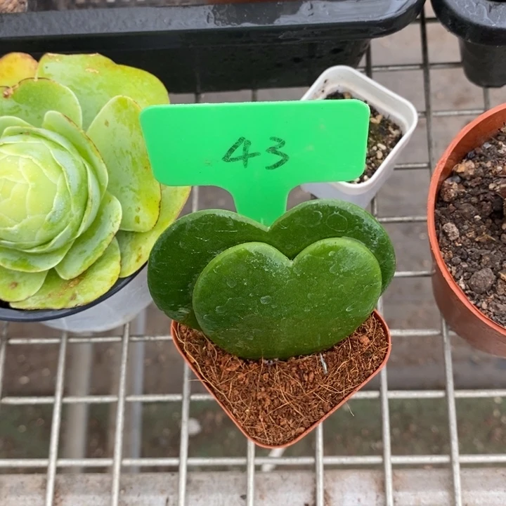 伯克利和格蕾纳等著名音乐