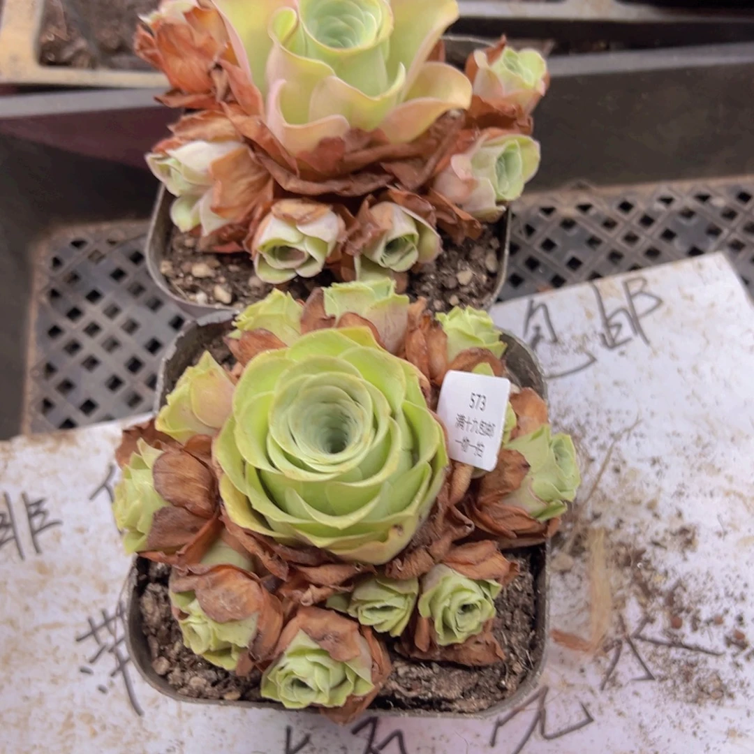 573 侧牙掉了不包损无售后