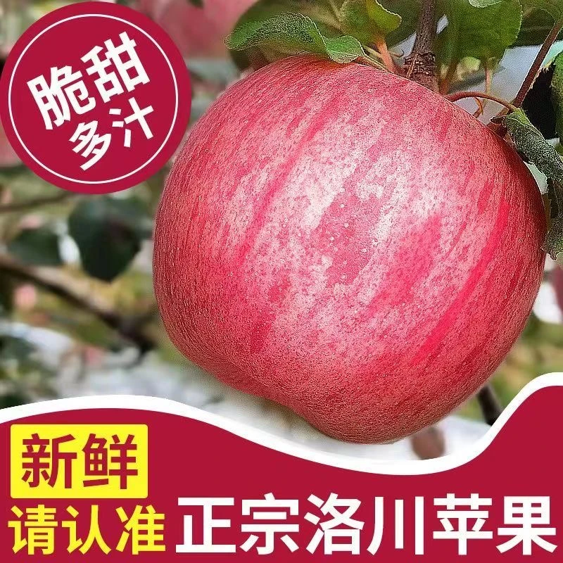 2025年头茬洛川苹果陕西红富士苹果脆甜多汁新鲜现摘孕妇水果香甜
