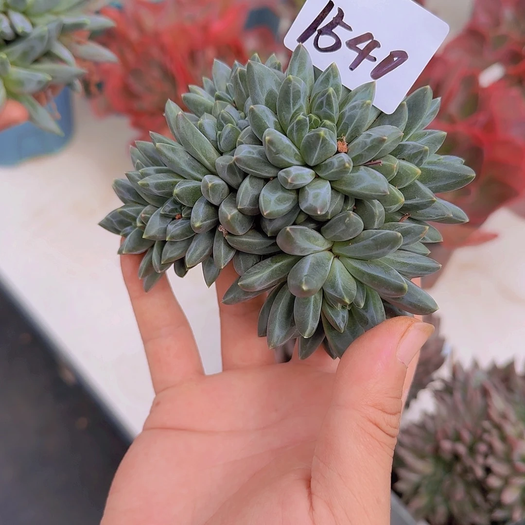 来***张1540七彩美人多肉植物