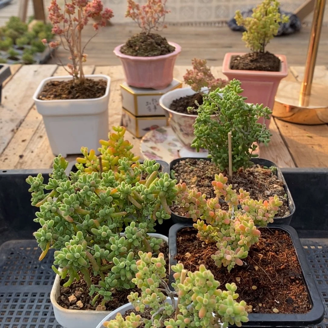 枝干番杏多肉植物288