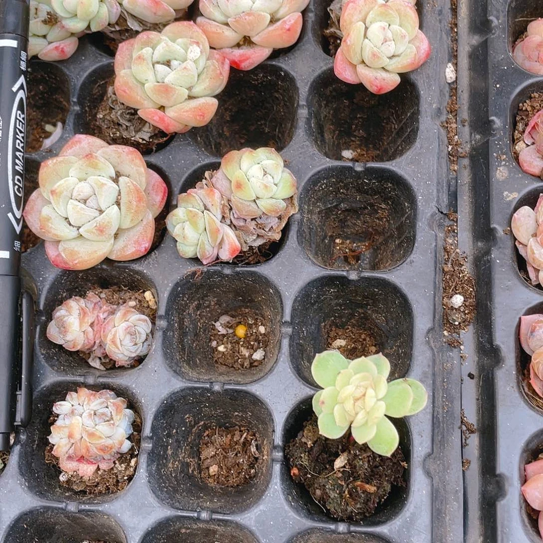 雨**曦白恋缀穴一个满25包邮