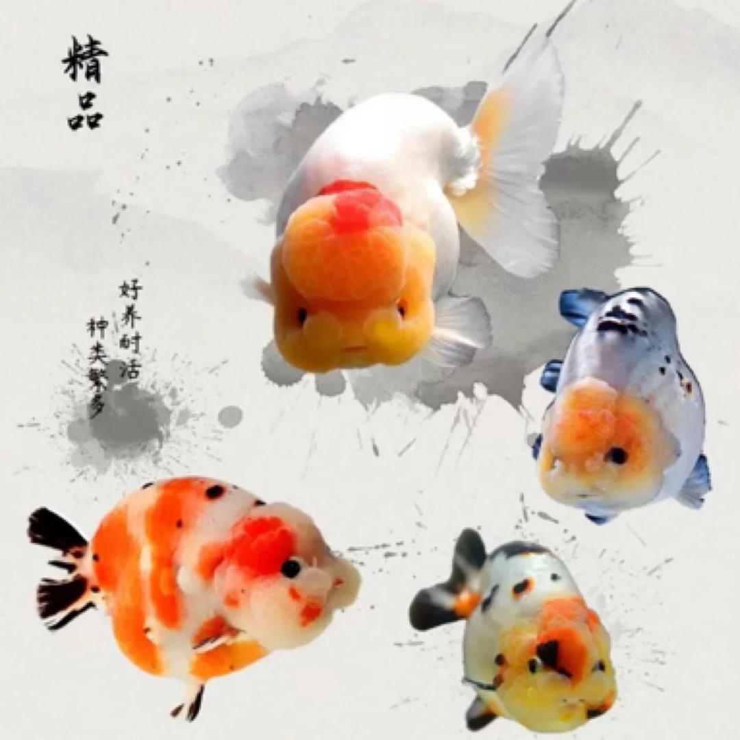 5条8-10厘米国粹金鱼花色搭配发货
