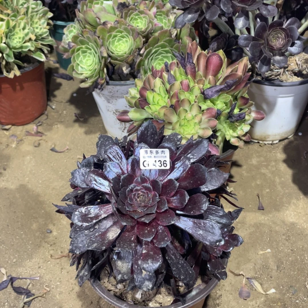 436墨颜多肉法师断枝不包