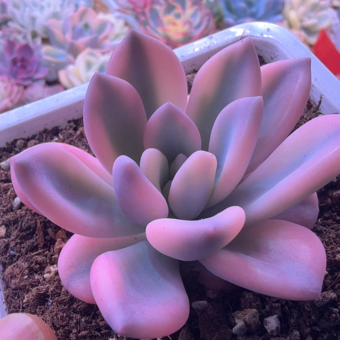 彩奥锦 多肉植物锦