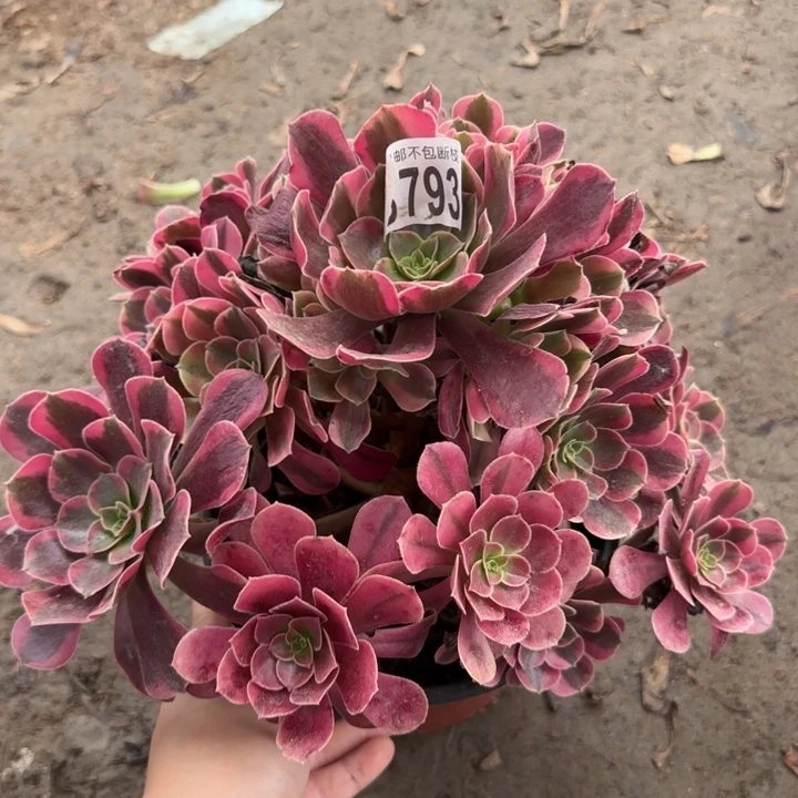 凤冠……多肉植物……