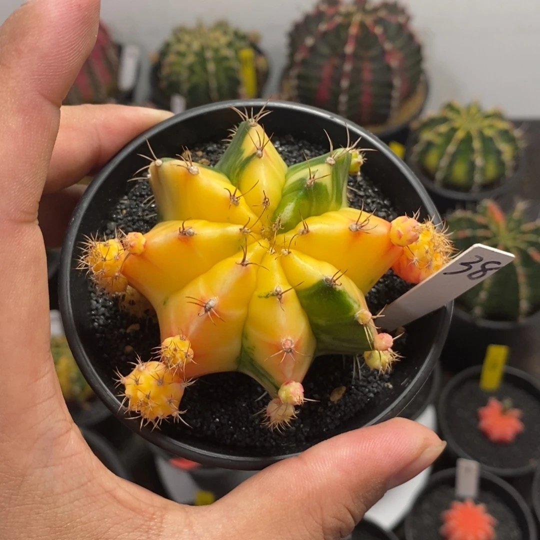 精品米哈—带盆土发货7