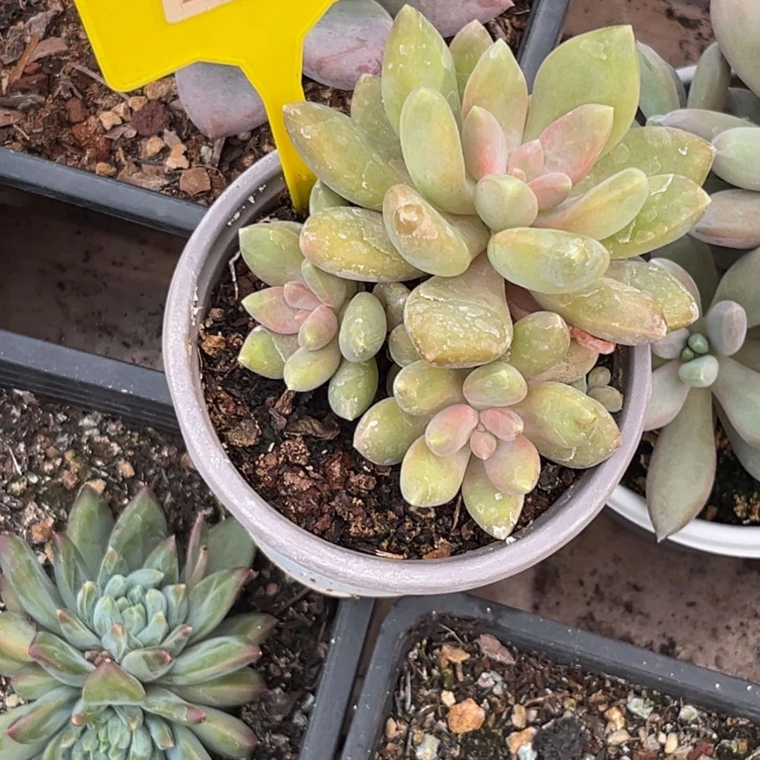 多肉植物丽莎花园222