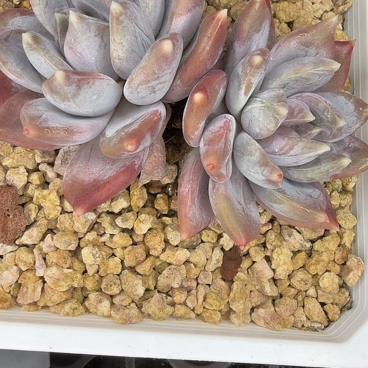 *****发1111111111111111111111