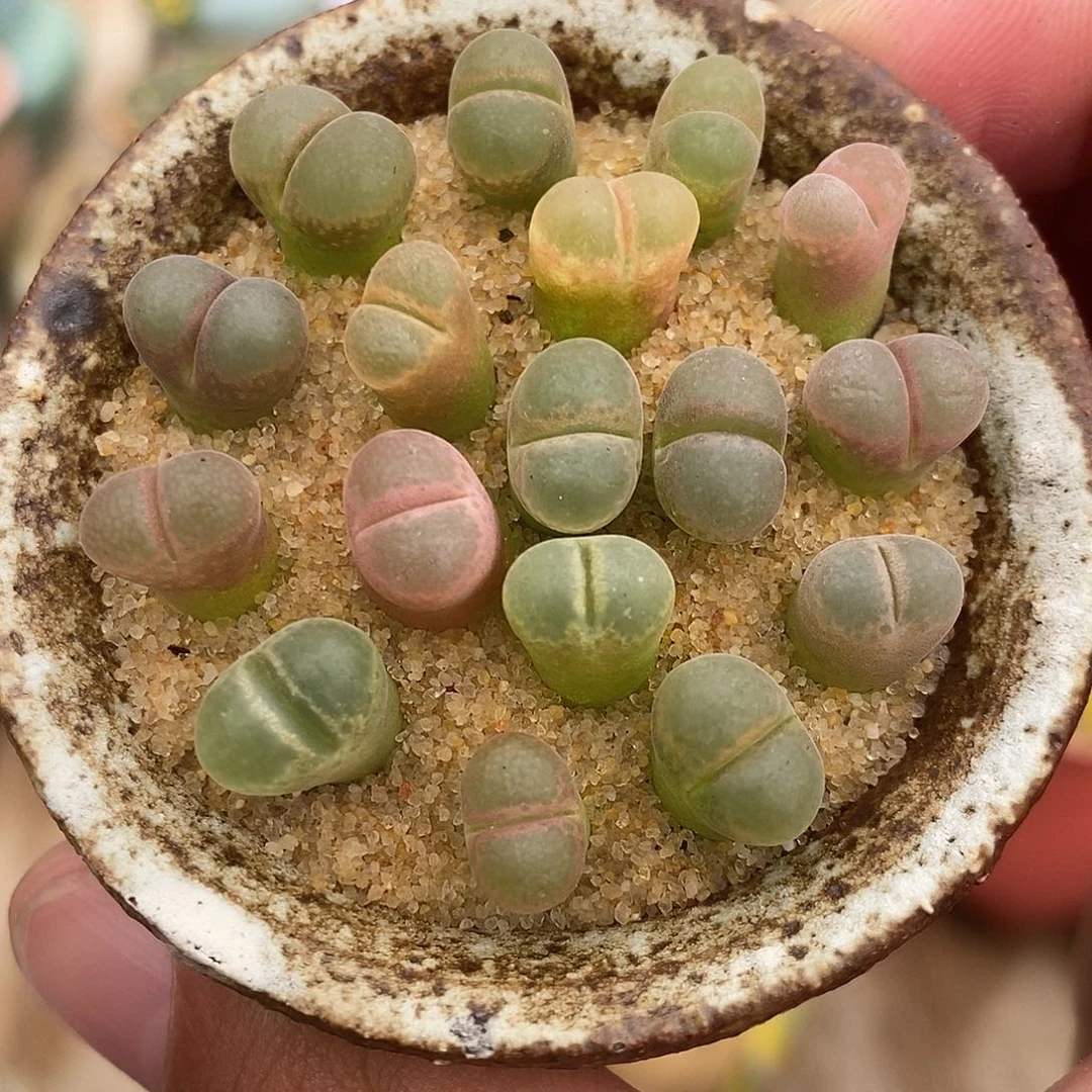 2341彩风铃一组。