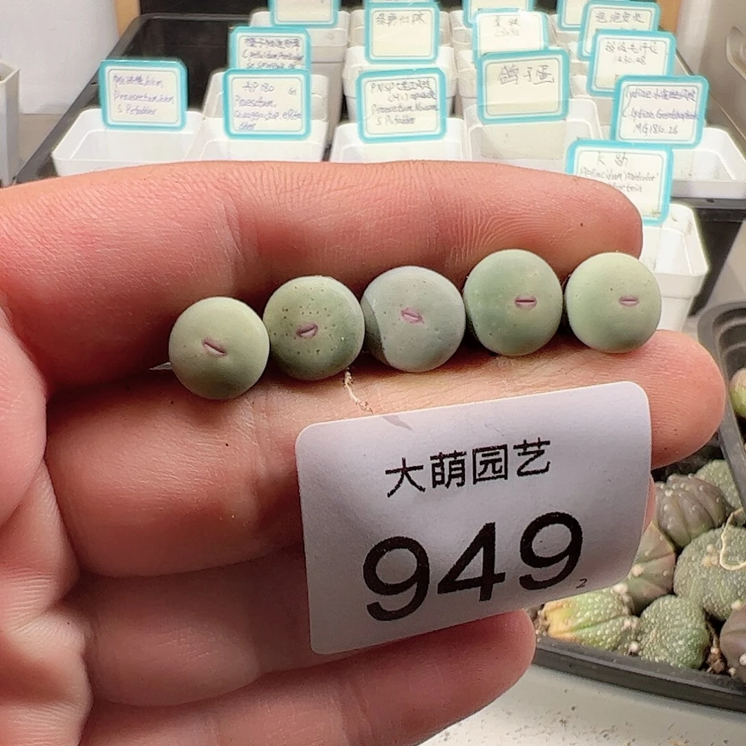 0000949 一物一拍……