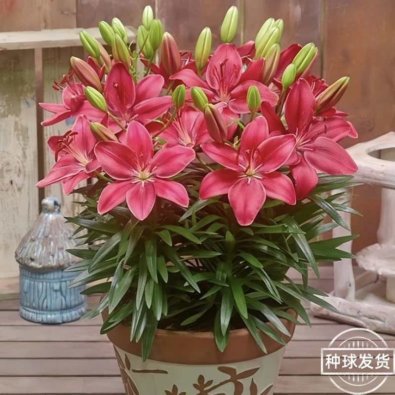 观花芳香庭院栽培百合花耐寒好养香水百合种球盆栽耐寒四季室内