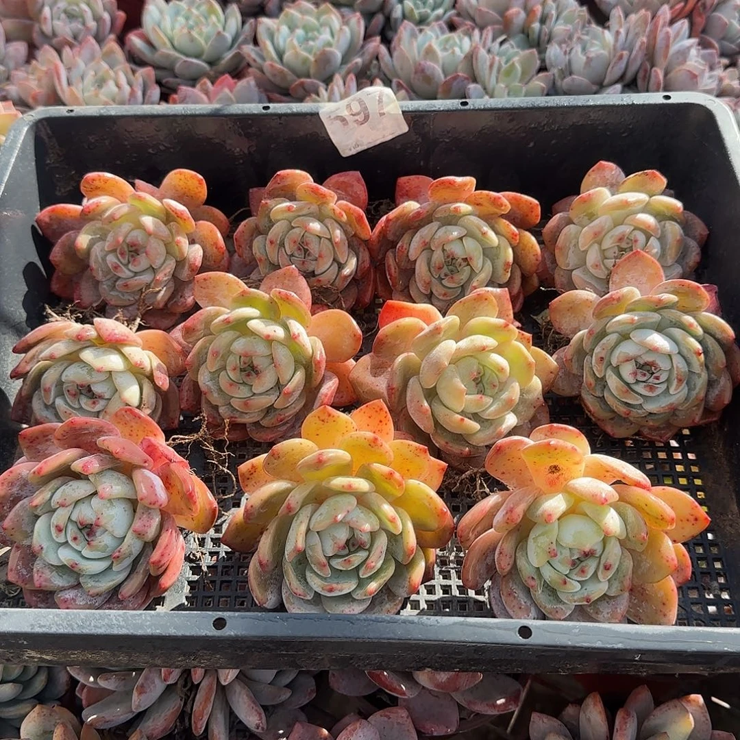 597十棵一族特价包邮