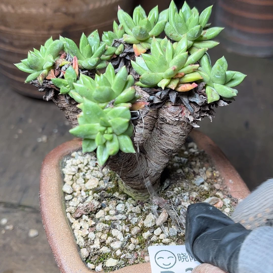 2572轻钢苹果叶多肉