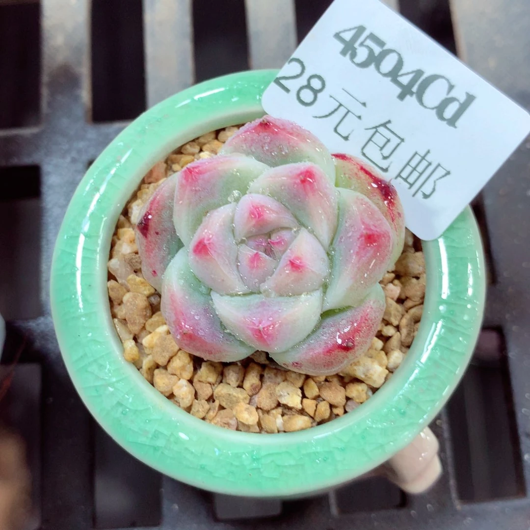 5厘米盆精控多肉4504