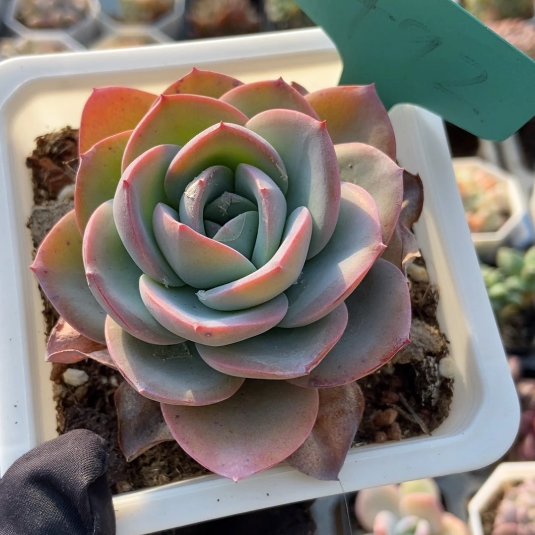 1492布鲁蓝多肉植物保护