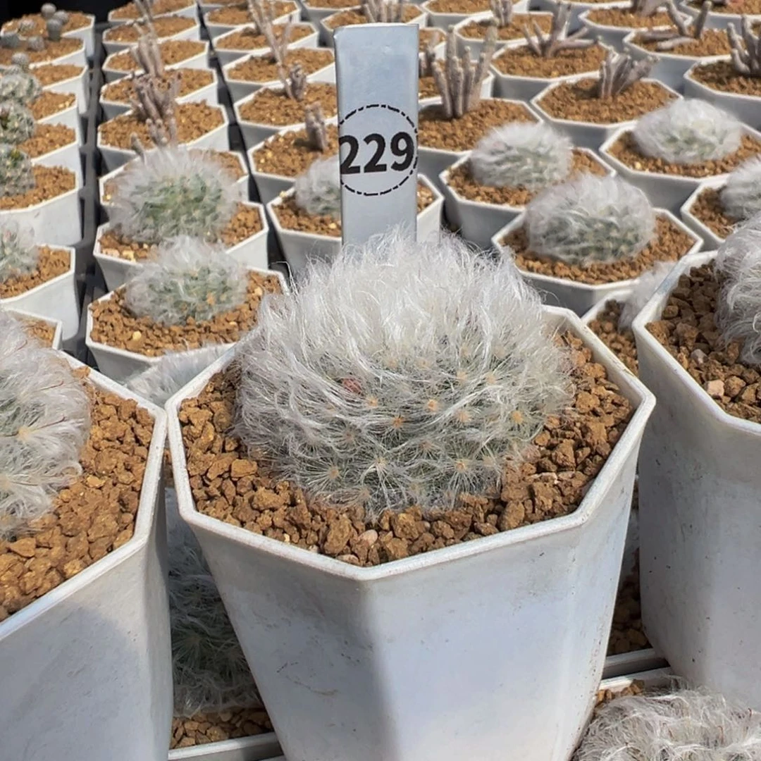 F***e229实生根白云高砂多肉植物带盆土