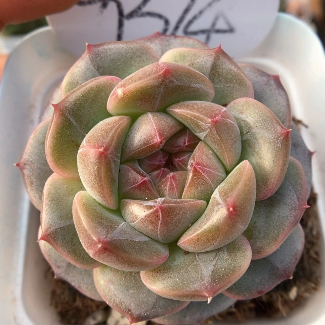 梦岚新品可拍9314号。