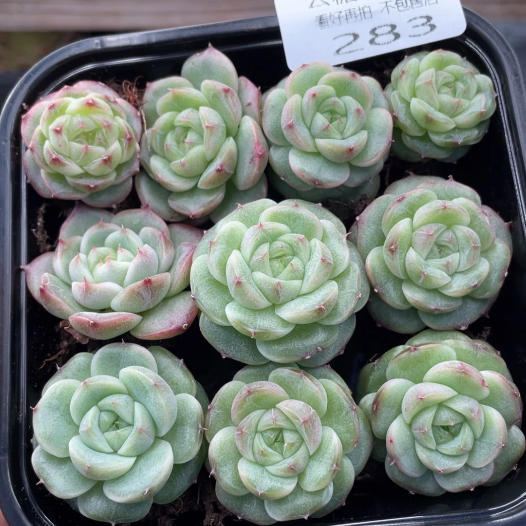 云糖心多肉植物283