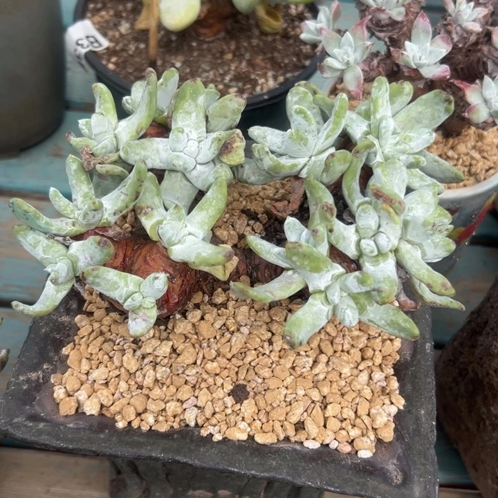 灬***灬谢谢姐姐～一物一拍5589