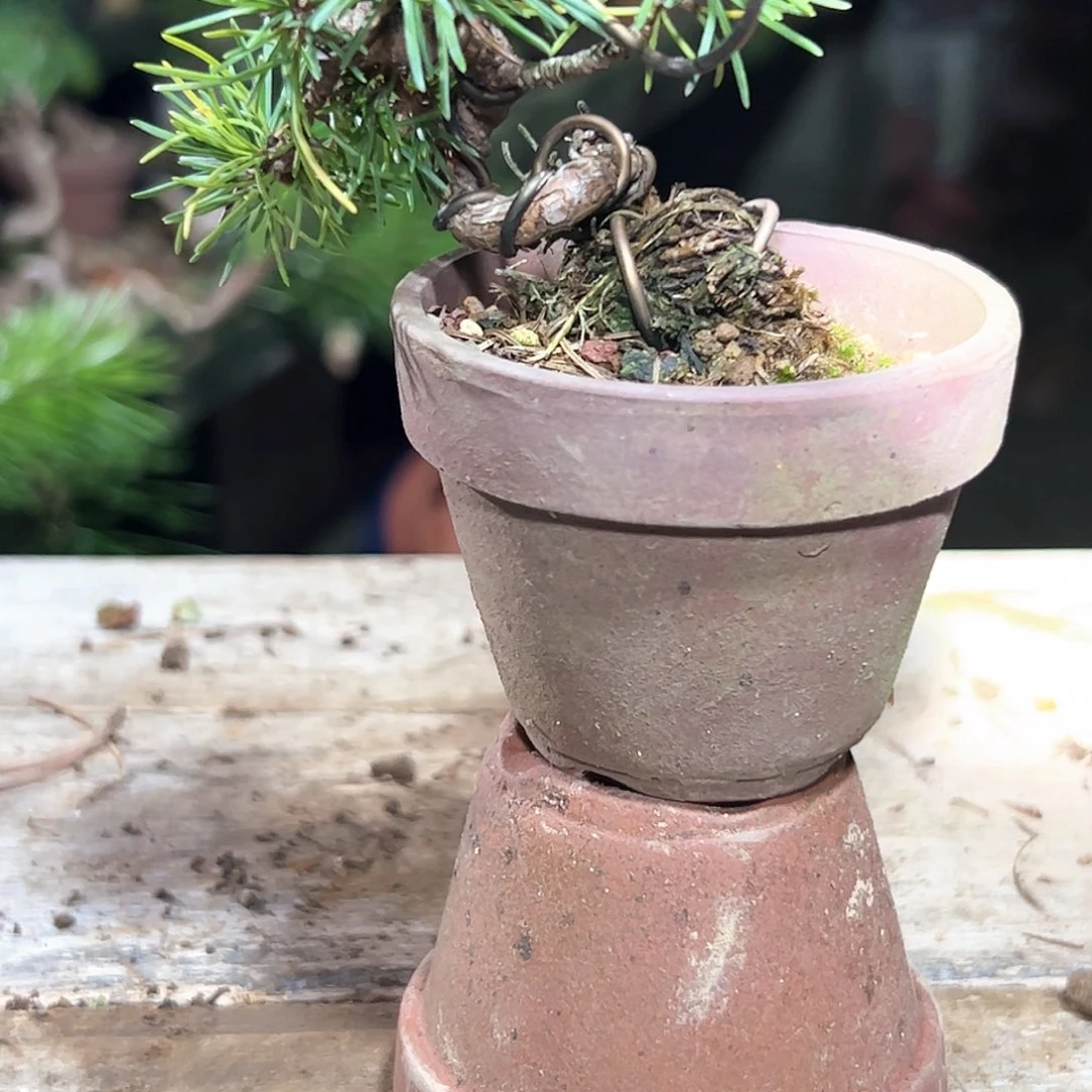 无花朵健健康康快快乐乐健健康康