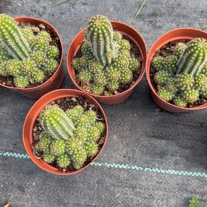 白檀仙人掌477小群随机一个