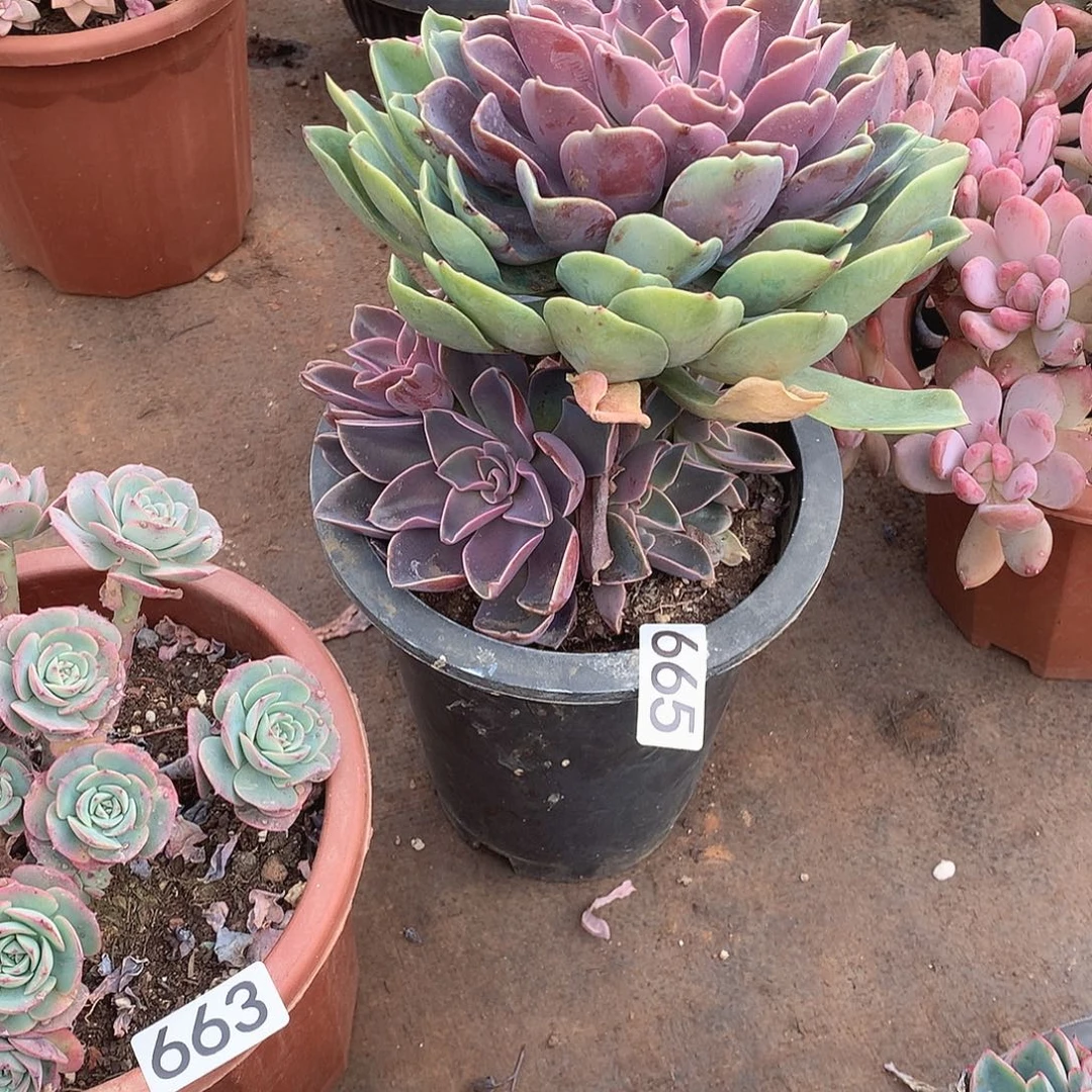 665紫气东来 一物一拍多肉