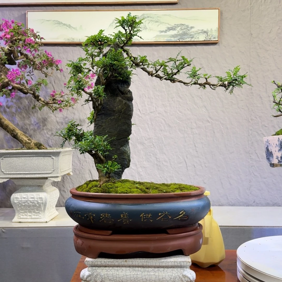 无花朵胡椒木盆景780