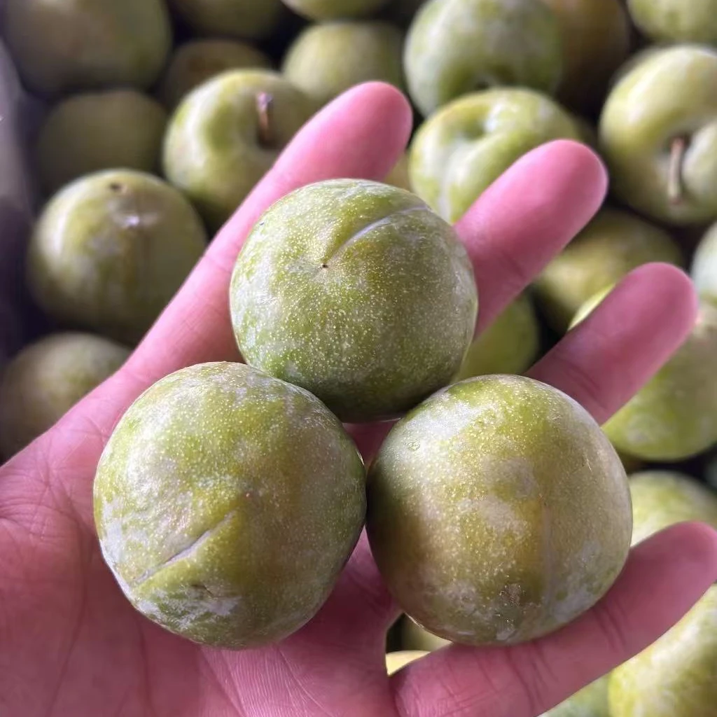 嘉果源特级蜂糖李3斤装；远近闻名的蜂糖李，核小离核，香味浓郁，清脆爽口北京市