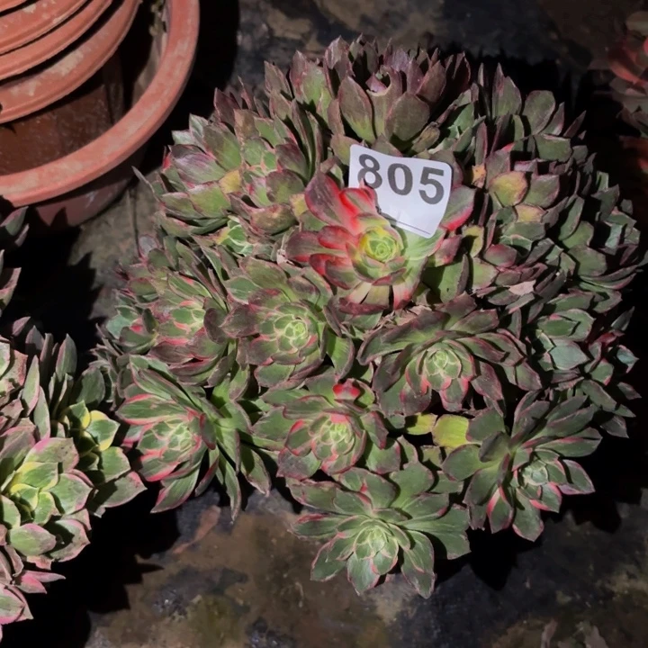 805海仙多肉植物不售后