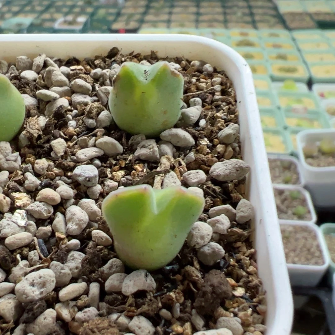 6*1111111111111多肉多肉