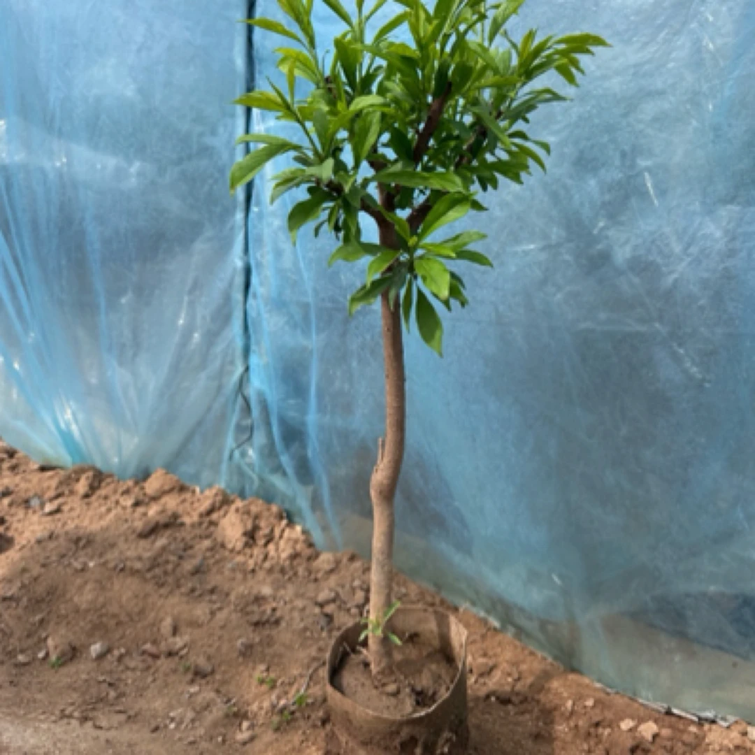 盆栽矮化大红袍树苗嫁接大红袍苗盆栽南方地栽特大果苗