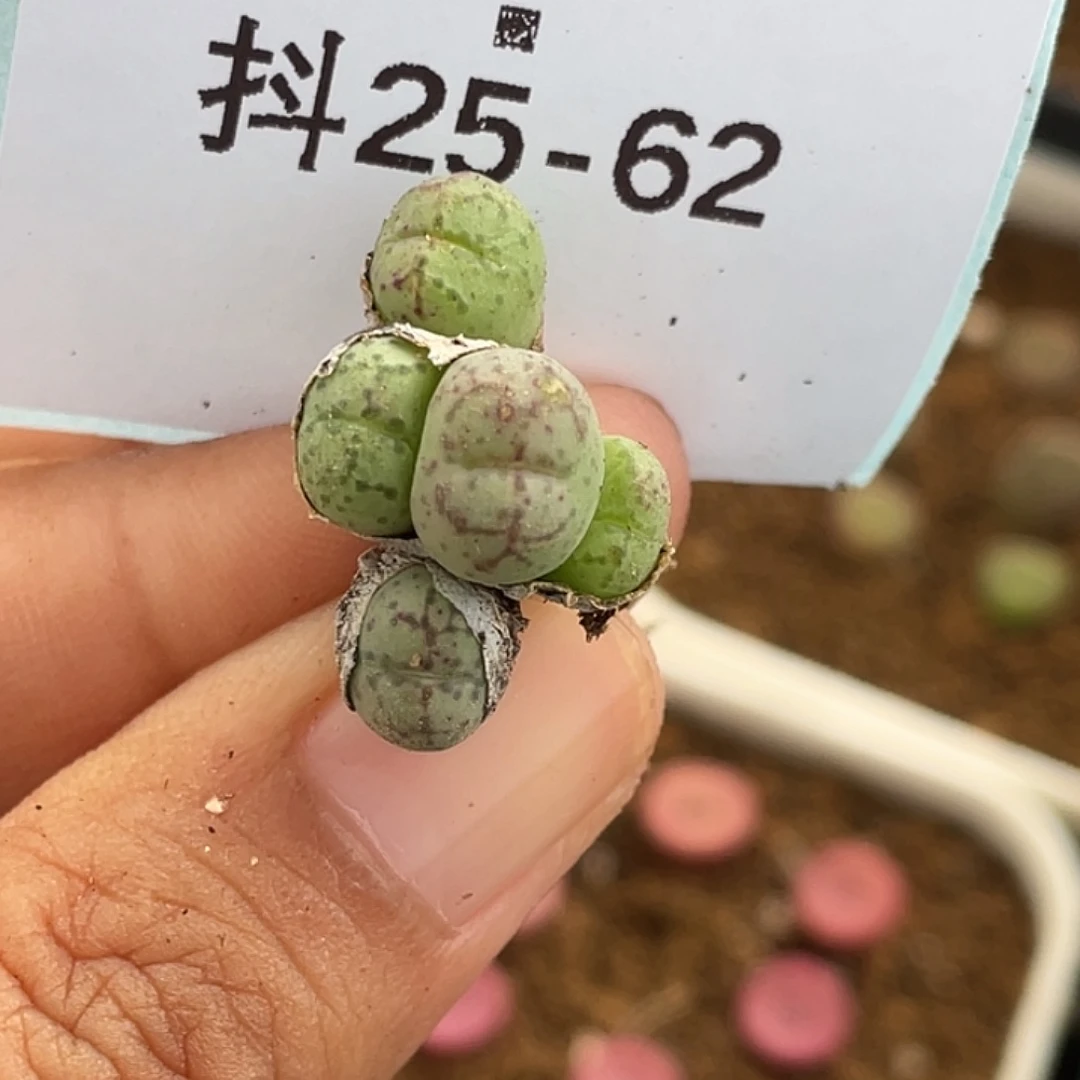 25-62荧光猴多肉植物