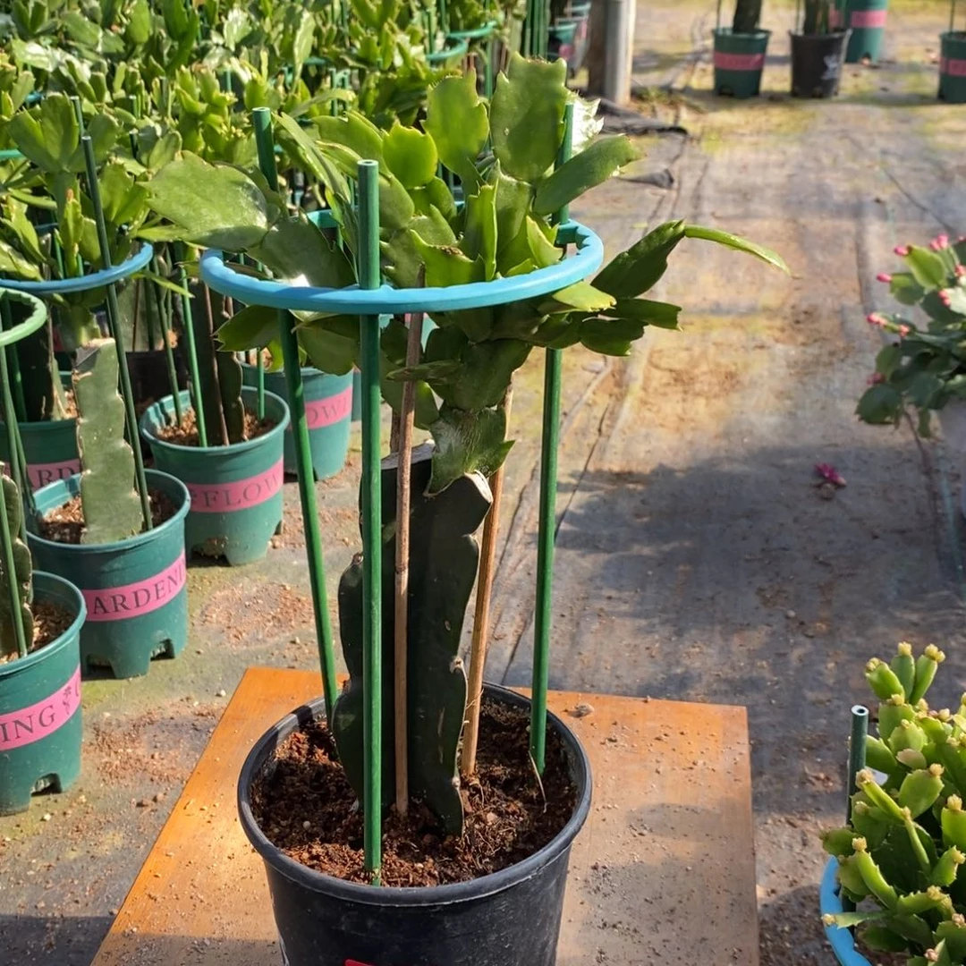 劝***”无花朵855嫁接073