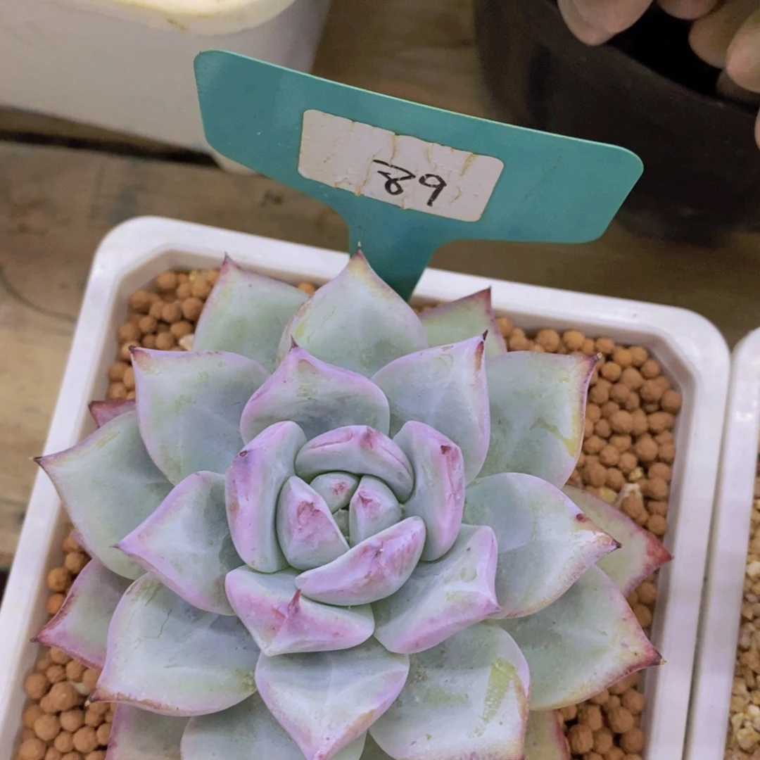 双十一专场活开始了