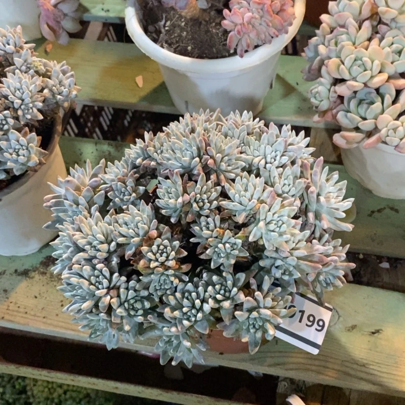 【闪购商品】南**风白菊09199