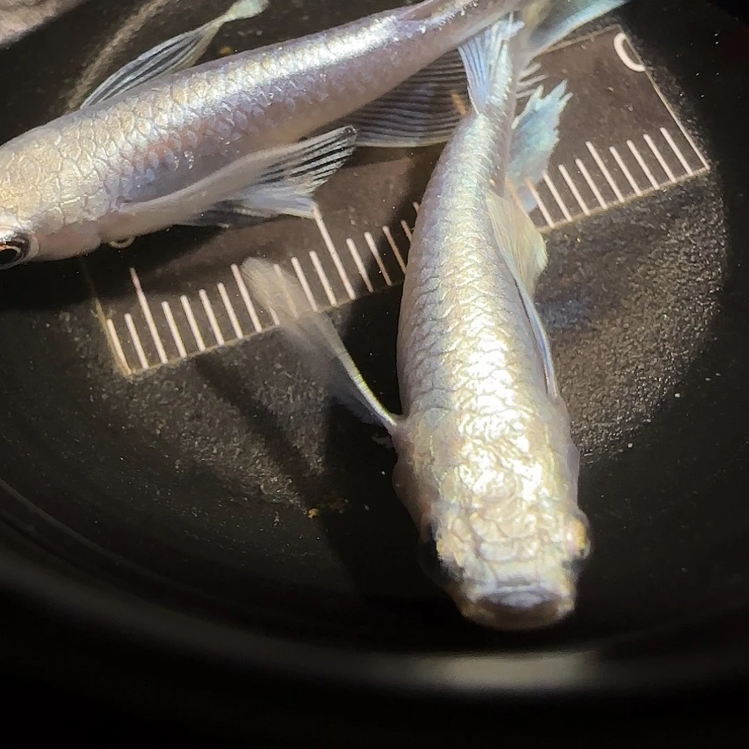 青鳉鱼一物一拍464