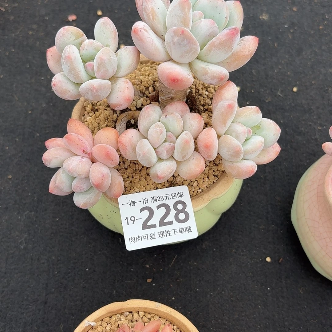 香水无盆土发货无盆