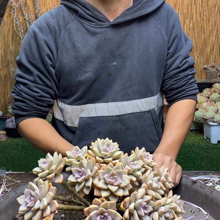 穷***面290 号淡雪多肉植物