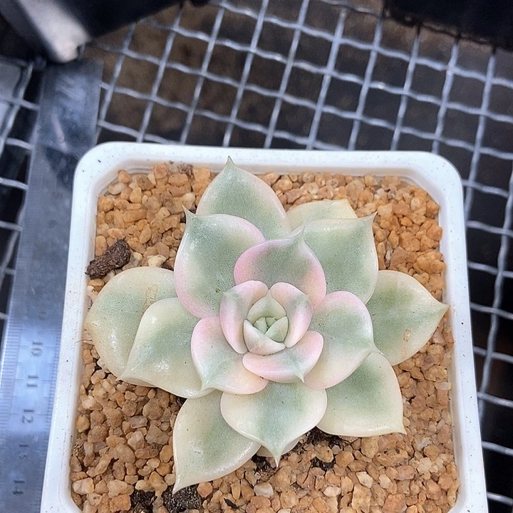 娜***7贝加尔湖锦多肉植物