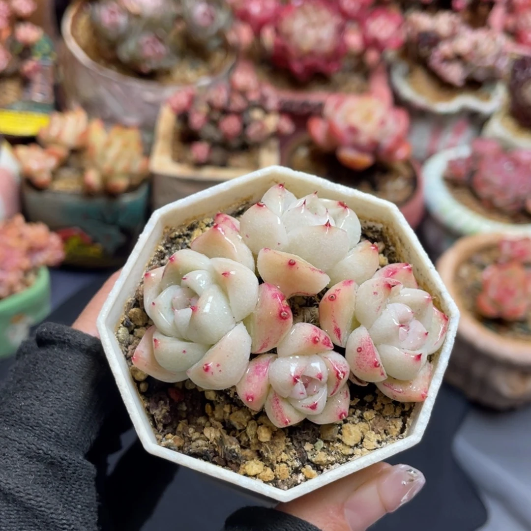 丸叶白底如梦令群