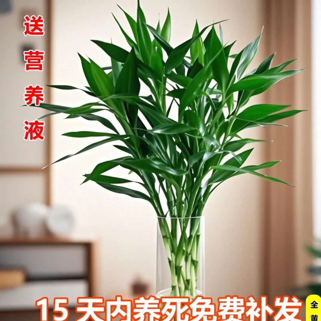 【基地精选】富贵竹60-70厘米水培植物小竹水养绿植