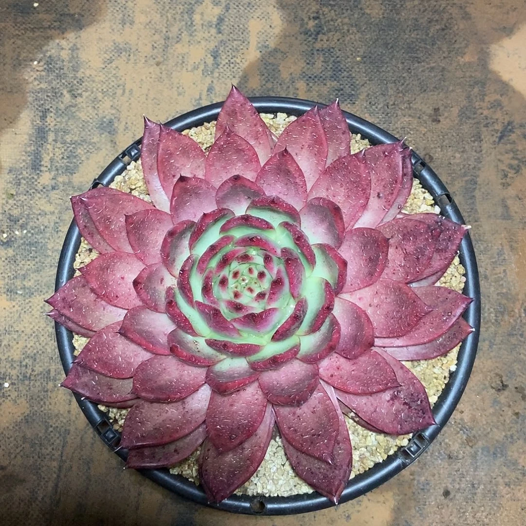 知***乐福利特价血皇后大的