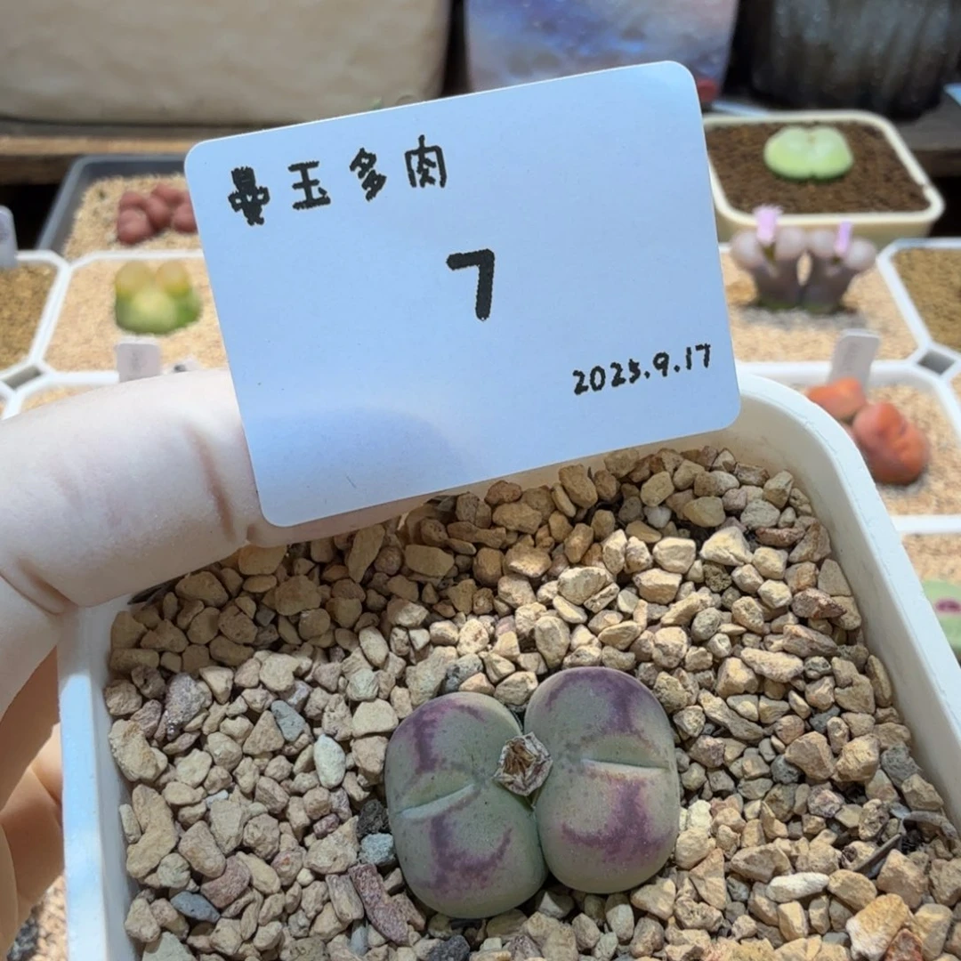 多肉多肉多肉9.17-007