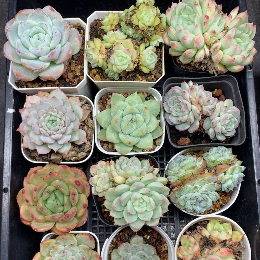 1111-124 套餐一组