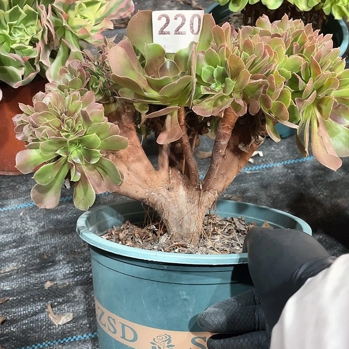 玫瑰缀化220   冠幅25