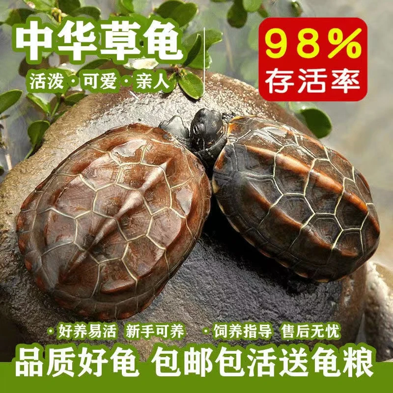 【4只背甲4-5厘米】中华草龟外塘金线龟宠物龟包活送5包龟粮