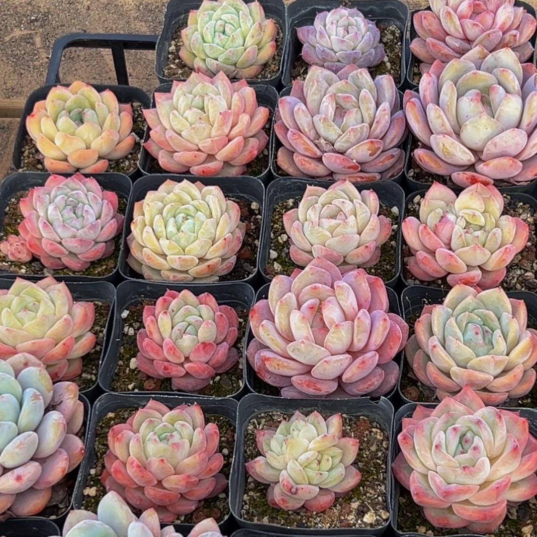 182肉的味道也是很好闻的呀