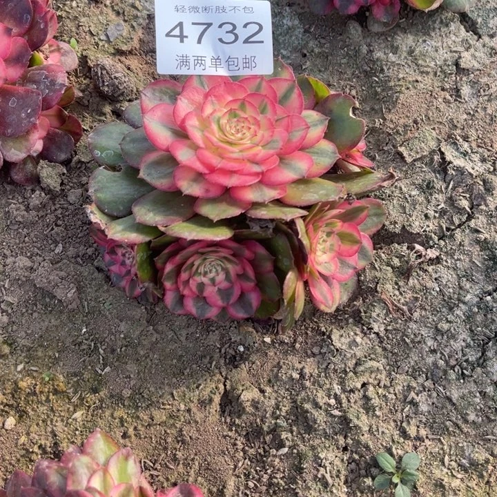 4732荔枝的人多肉的